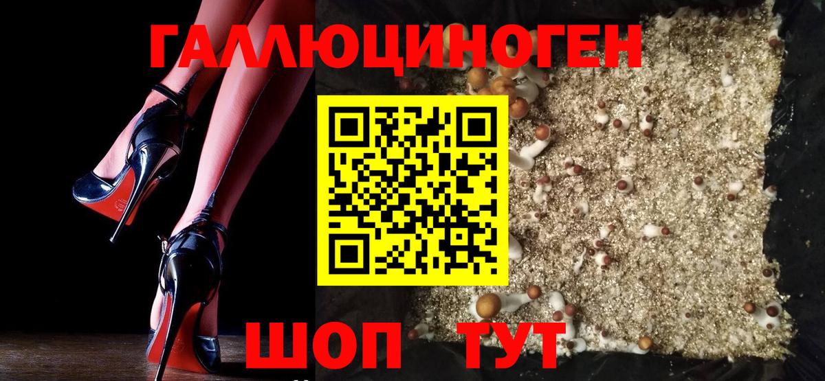 Псилоцибиновые грибы Psilocybe  Вход с VPN  Братск 